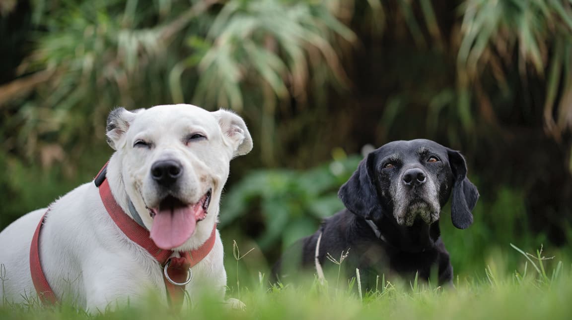 Senior Pet Wellness: Why Regular Veterinary Care Matters for Aging Dogs and Cats